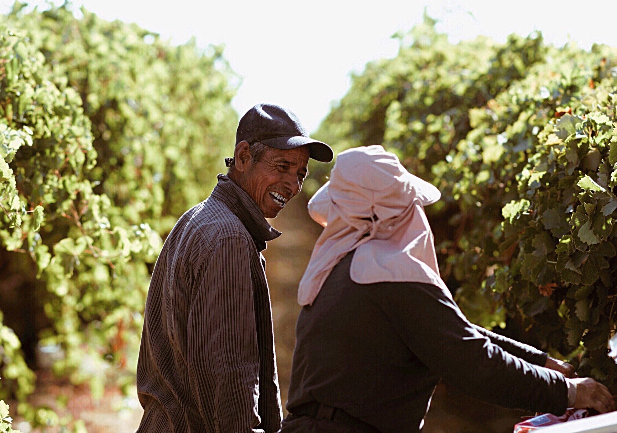 Workers at California Harvesters in the fields